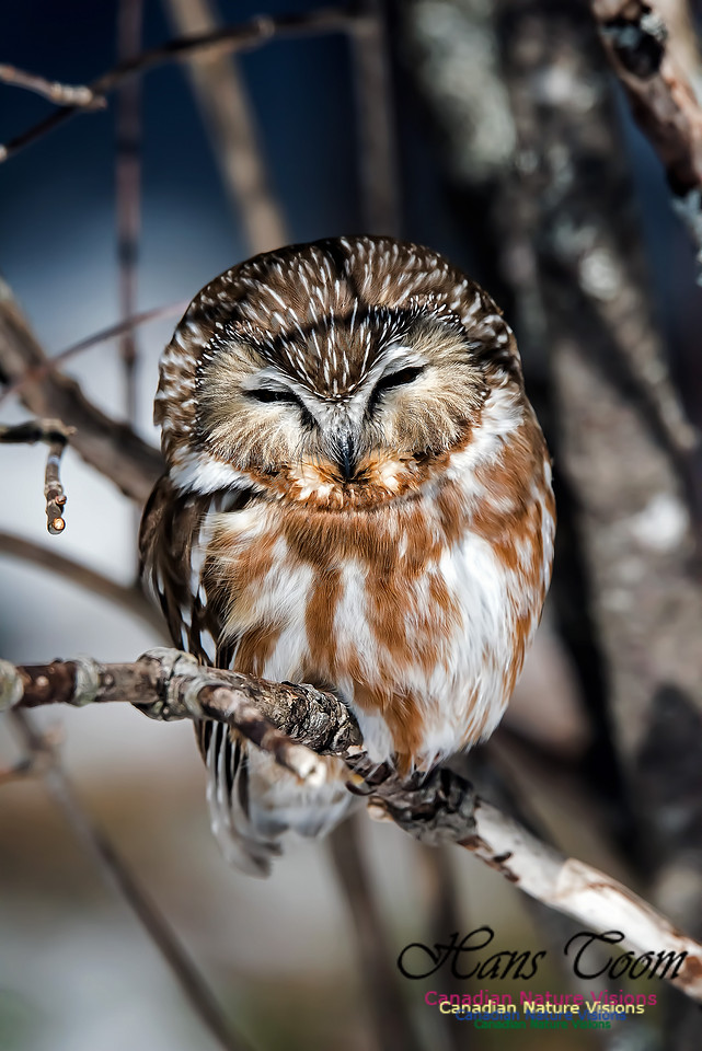Northern Saw-whet Owl