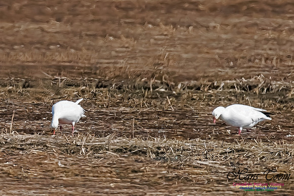 Ross'sGoose2