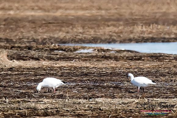 Ross'sGoose3