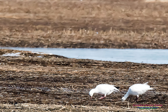Ross'sGoose4