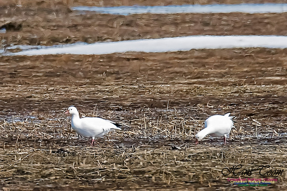 Ross'sGoose5