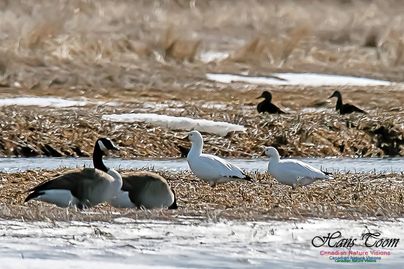 Ross'sGoose6