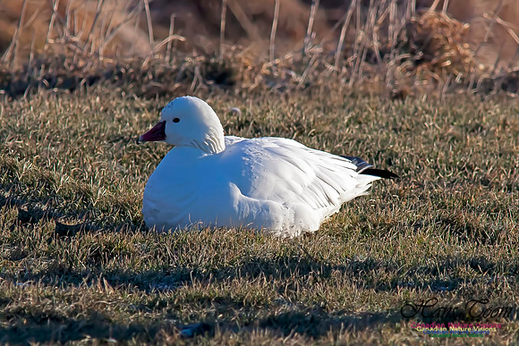 Ross'sGoose1-1