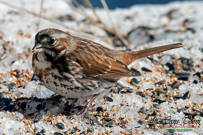 Fox Sparrow