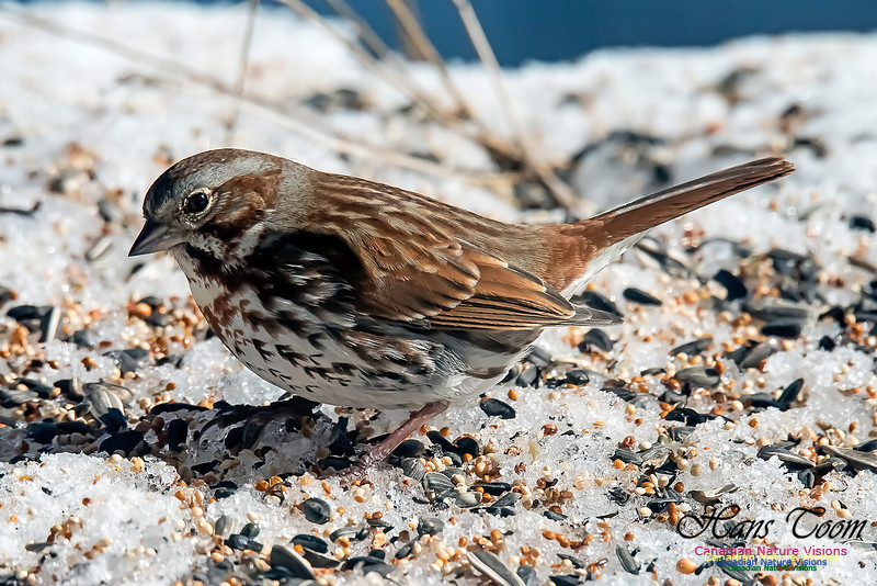 Fox Sparrow