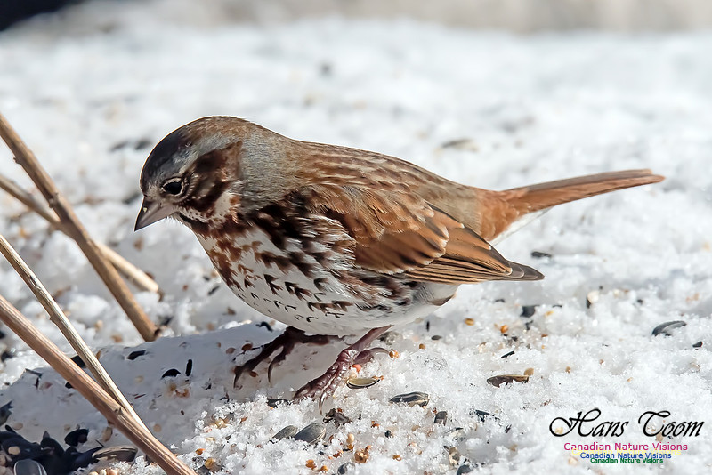 Fox Sparrow
