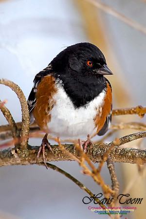 SpottedTowhee5-1