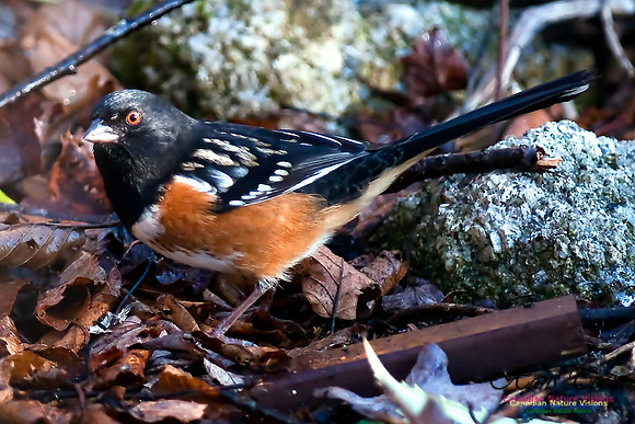 SpottedTowhee2-1