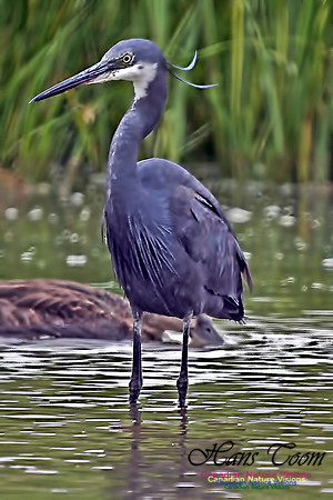 Western Reef Heron