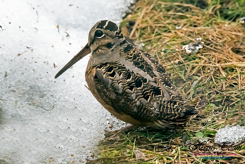American Woodcock