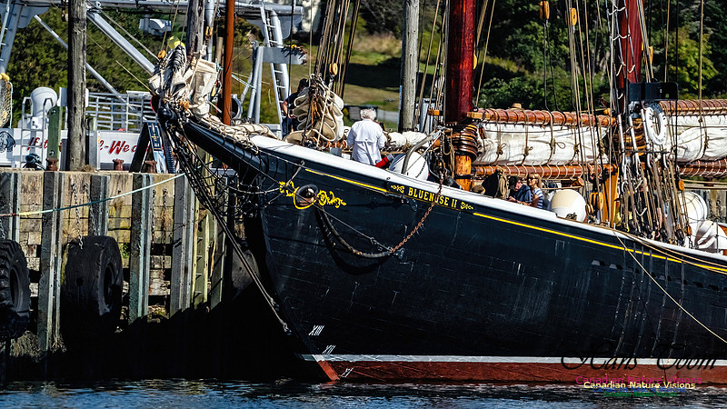 Bluenose 2 106