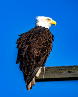 Bald Eagle