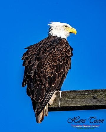Bald Eagle 500