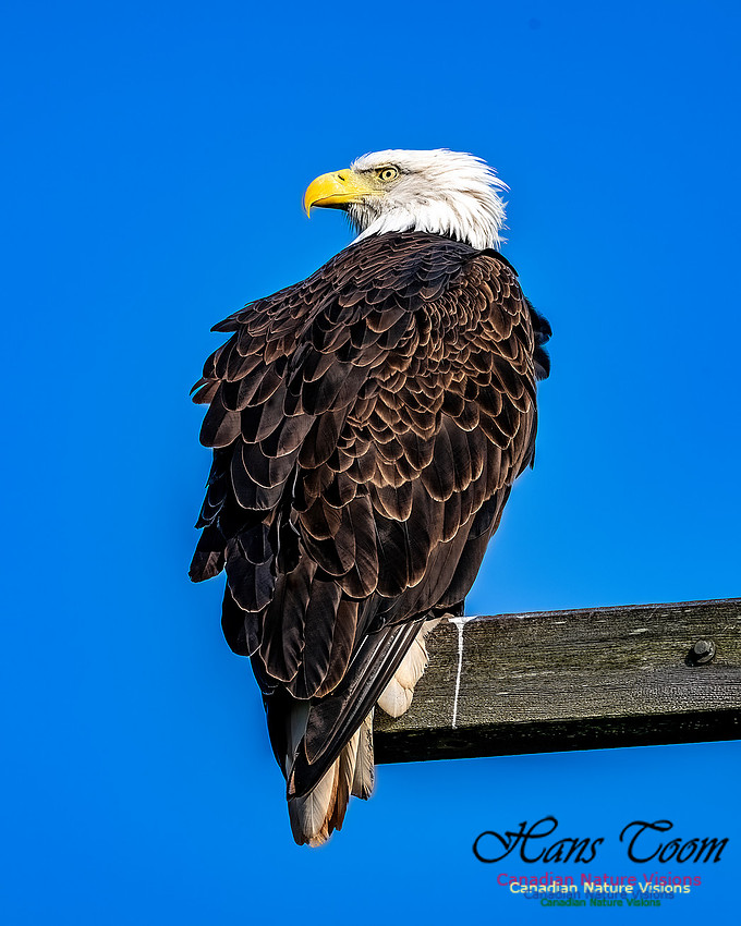 Bald Eagle 501