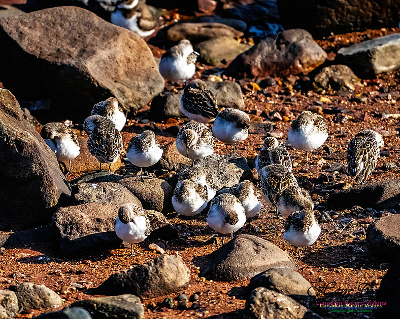 The Last of the Shorebirds 104