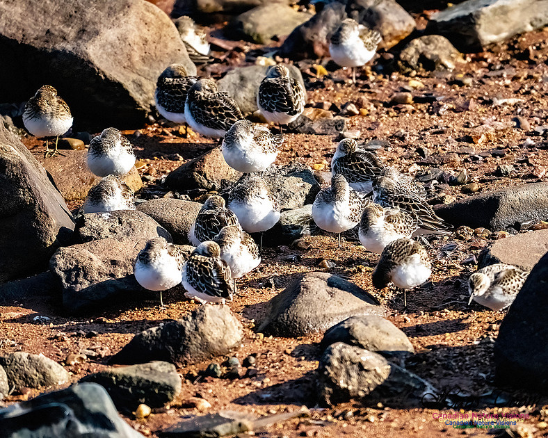 The Last of the Shorebirds 105