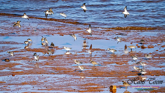 The Last of the Shorebirds 103
