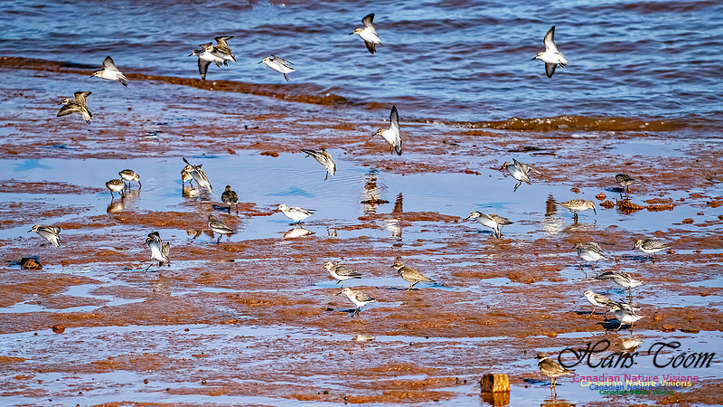 The Last of the Shorebirds 103