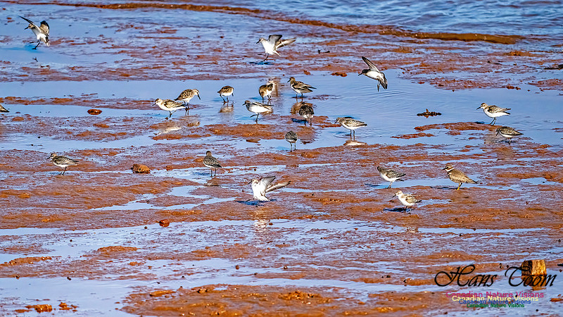 The Last of the Shorebirds 102