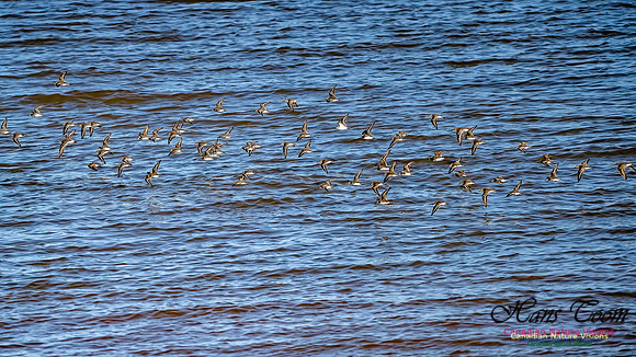 The Last of the Shorebirds 106