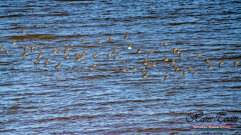 The Last of the Shorebirds 106