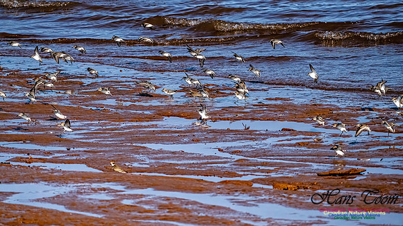 The Last of the Shorebirds 107