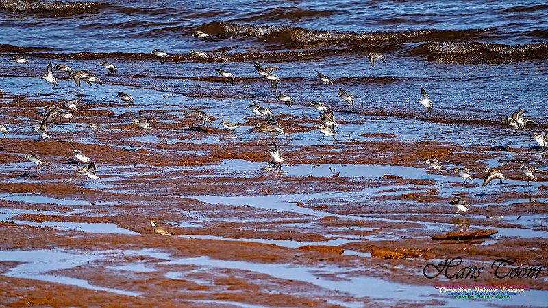 The Last of the Shorebirds 107