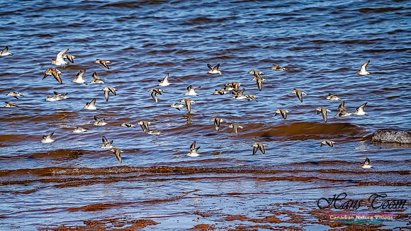 The Last of the Shorebirds 108