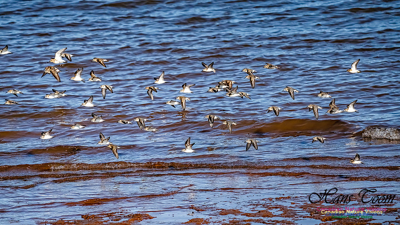 The Last of the Shorebirds 108