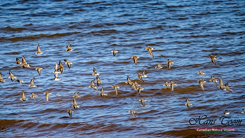 The Last of the Shorebirds 109