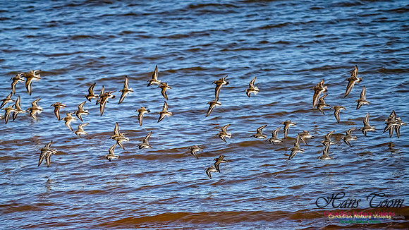 The Last of the Shorebirds 110