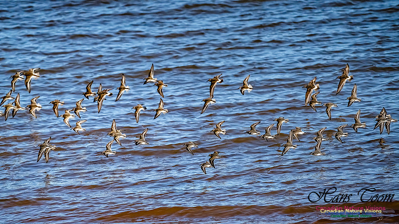 The Last of the Shorebirds 110