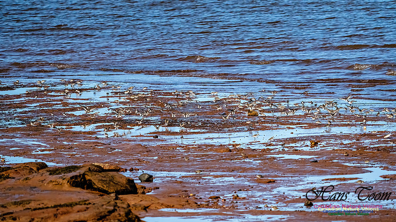 The Last of the Shorebirds 111