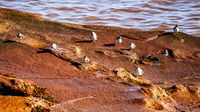 The Last of the Shorebirds