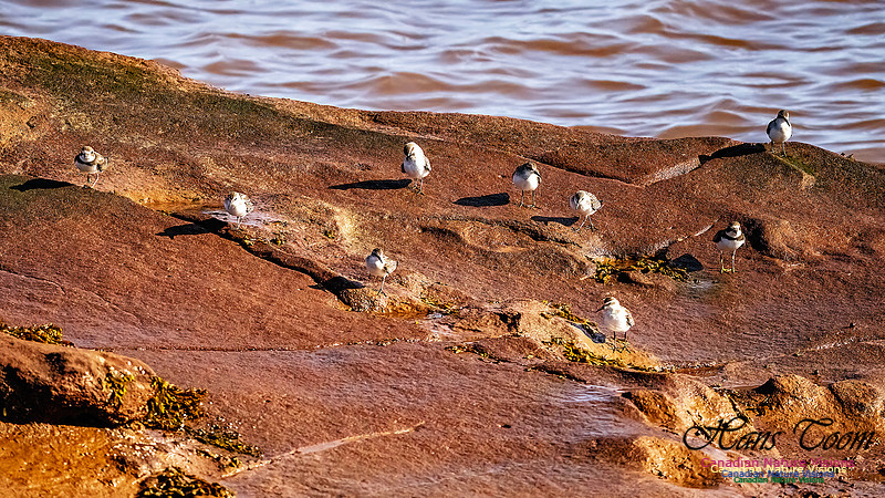 The Last of the Shorebirds 100