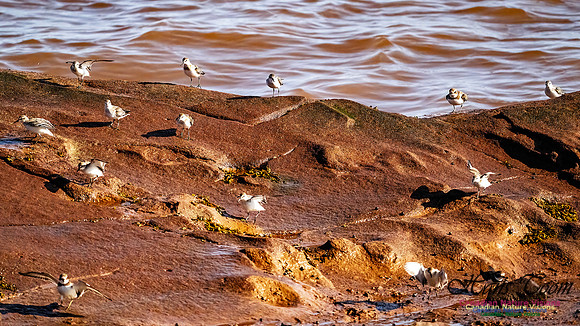 The Last of the Shorebirds 101