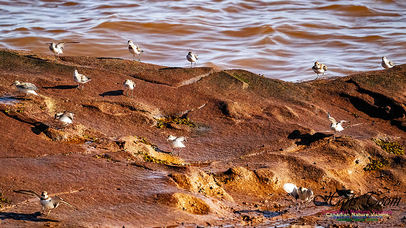 The Last of the Shorebirds 101