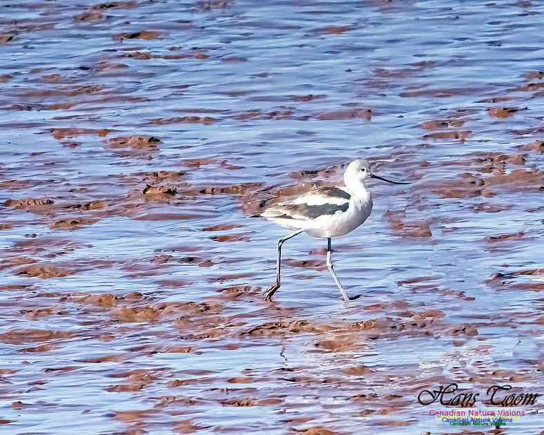 American Avocet 105