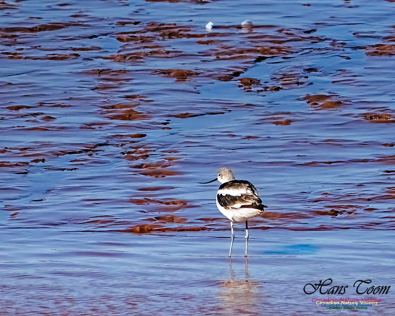 American Avocet 109