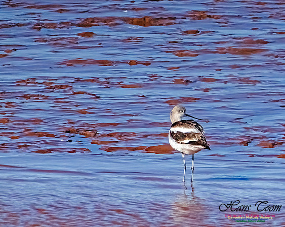 American Avocet 111
