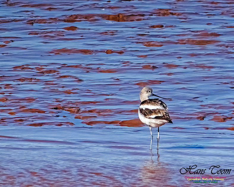American Avocet 111