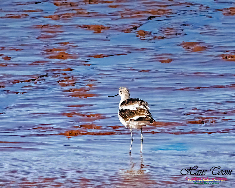 American Avocet 110