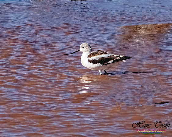 American Avocet 101