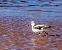 American Avocet
