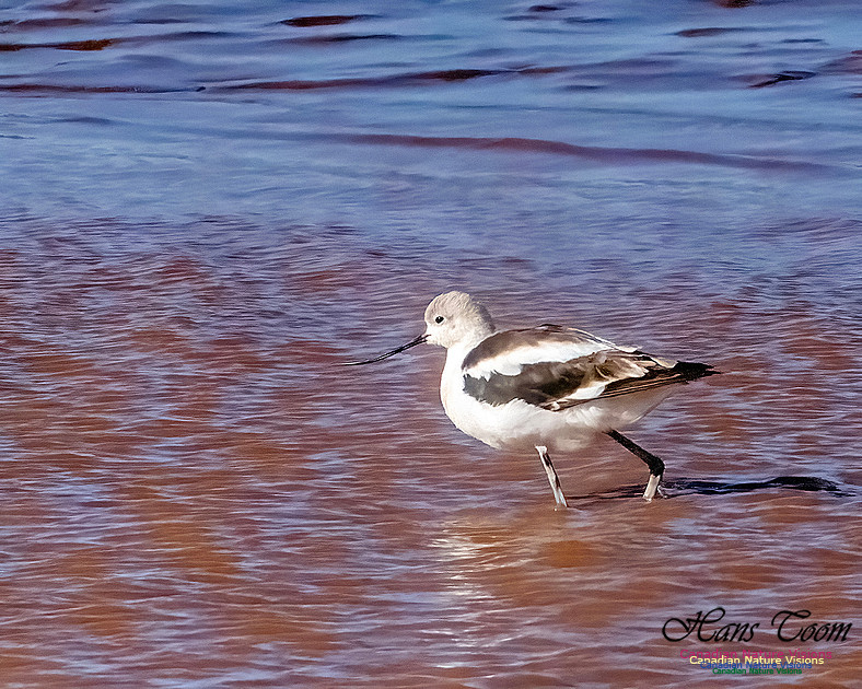 American Avocet 100