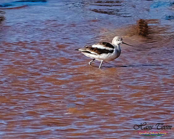 American Avocet 102