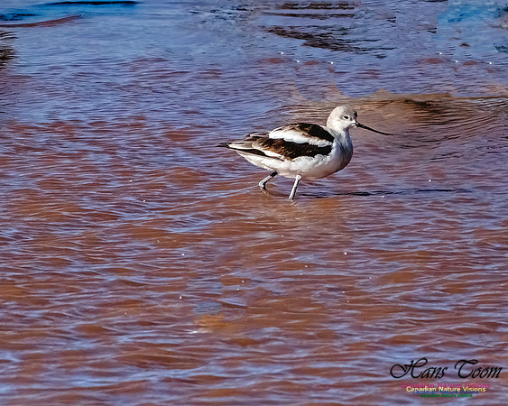 American Avocet 103