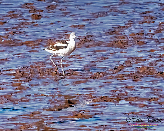 American Avocet 104