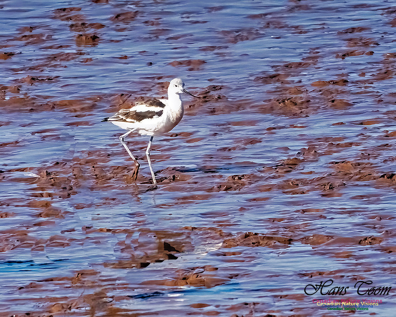 American Avocet 104