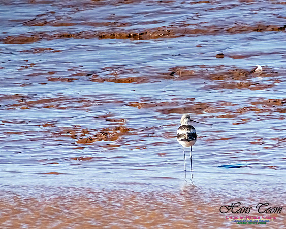 American Avocet 106